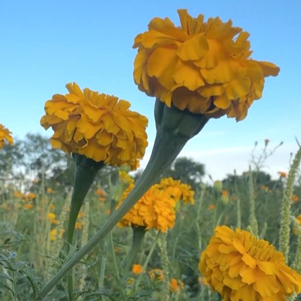 Florece Campo de Cempasúchil en el Ejido La Libertad, en Ciudad Victoria